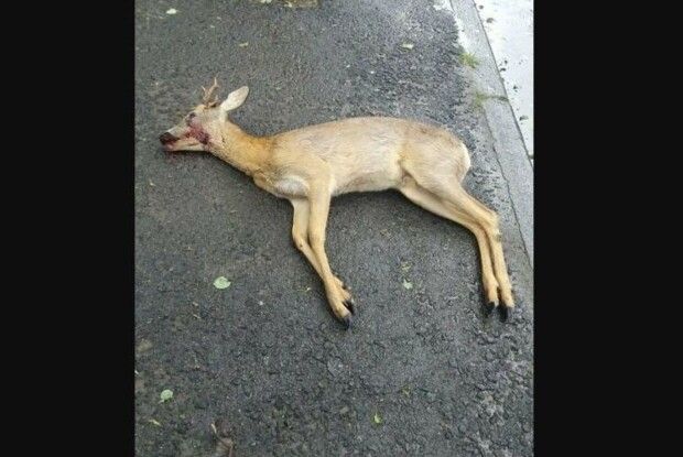 На Волині водій на дорозі протаранив дику козу