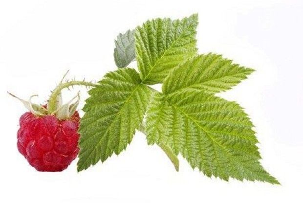 Коли найкраще збирати листя малини?