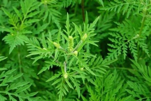 На Волині виявили нове вогнище небезпечної амброзії 