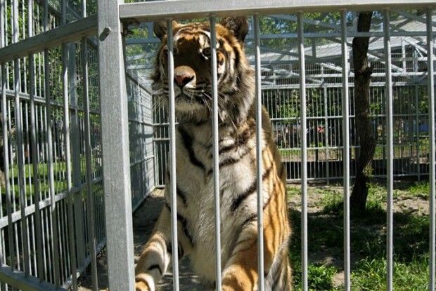 Працівники зоопарку просять приносити домашніх тварин на корм хижакам