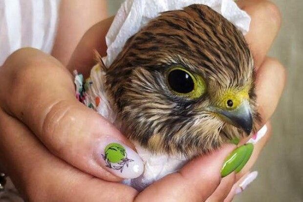 Вчився літати: у Луцькому зоопарку виходжують боривітра