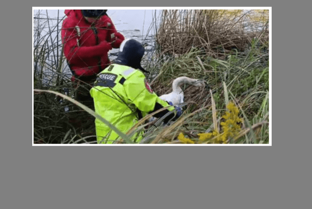 В обласному центрі Волині, щоб врятувати лебедя, викликали водолазів