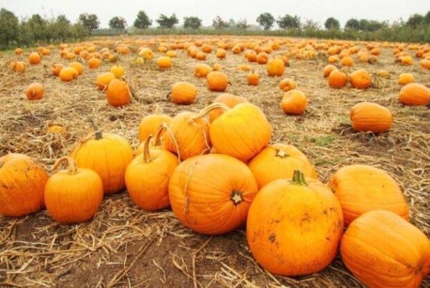 Чому цьогоріч в Україні дорогі гарбузи