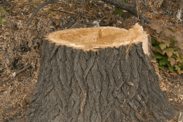 Хто заплатить за 2 дуби, зрубані ще 4 роки тому на Рівненщині 