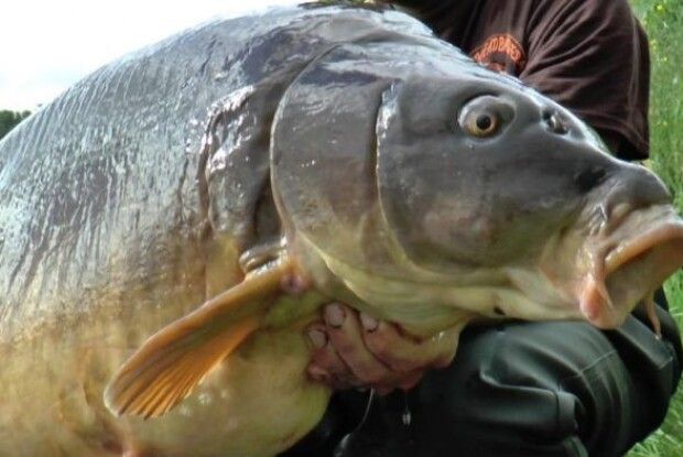 Відомий футбольний коментатор зловив величезного коропа (Фото)