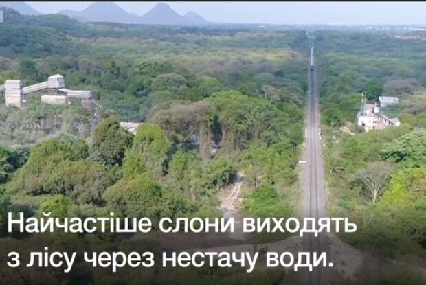 Слонів у заповіднику пасе дрон (Відео)
