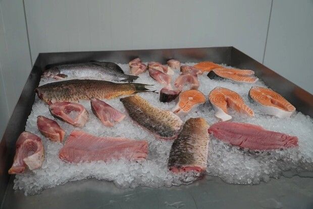 На заході України відкрили високотехнологічний рибний завод