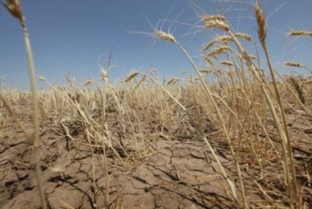 Від посухи в Криму вигоріло 100 тисяч гектарів посівів