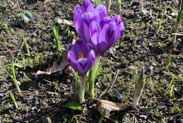 У дендропарку зацвів червонокнижний шафран Гейфеля (Відео)