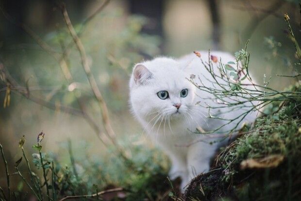 Якою буде сьогодні погода на Волині