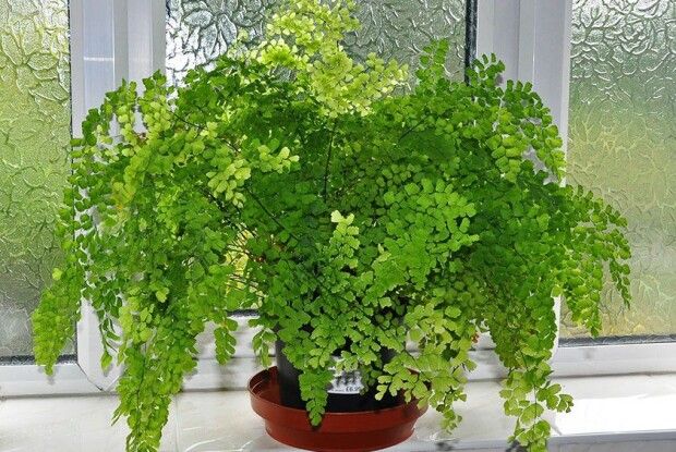 Волосся не Мілоської, але Венери