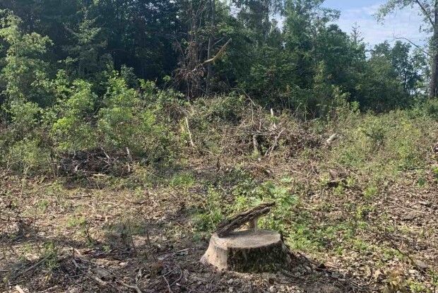 У волинському селі масово вирізають дерева