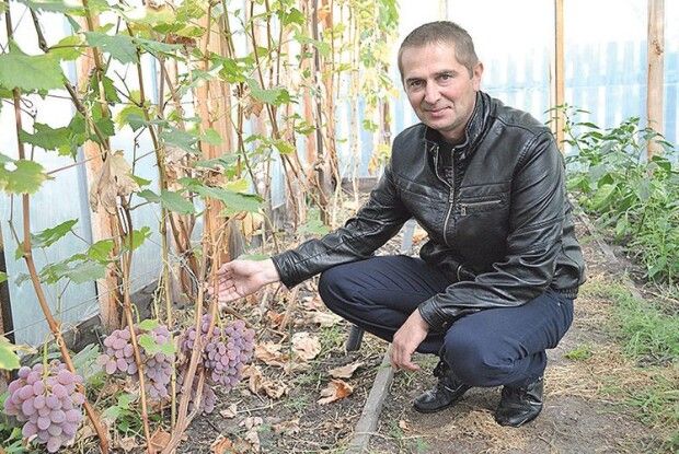 Поліський виноградар радить залишати на кущі лише один пагін