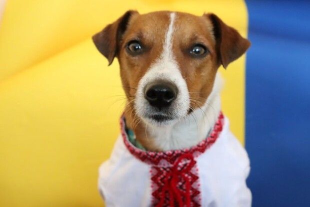 Пес Патрон змінив «бронік» на вишиванку: зворушливе фото