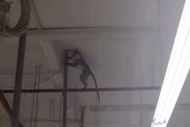 У Харкові супермаркет закривали через мавпу (відео) 