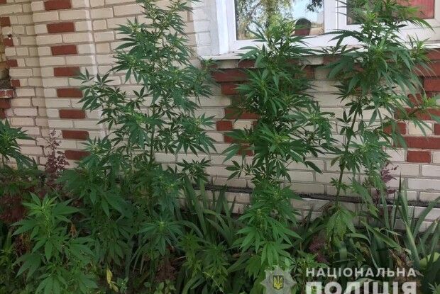 Волинянин насіяв конопель під вікнами: тепер має проблеми (Фото)