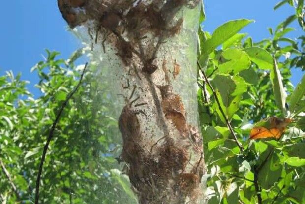 На Ковельщині вдруге за рік виявили площу поширення небезпечного шкідника дерев