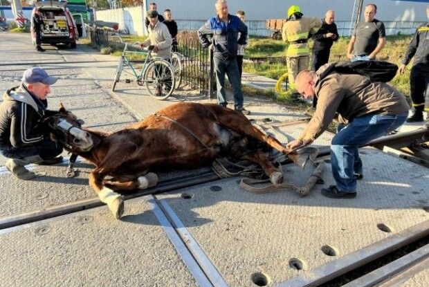 У Костополі на залізничній колії рятували коня (Фото)