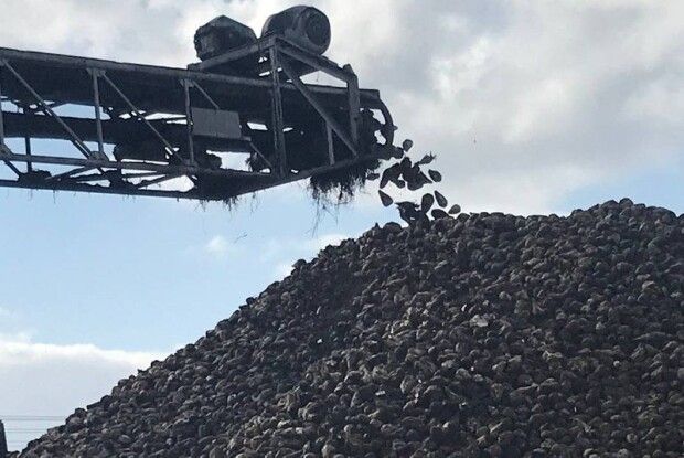 На цукровому заводі в Луцьку планують переробити 300 тисяч тонн буряків (Фото)