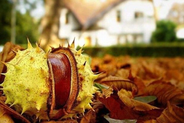 У Луцьку розпочалася метеорологічна осінь