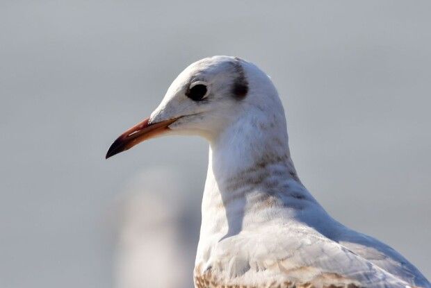 В усіх проблемах винні чайки... Ця історія варта кінокомедії!