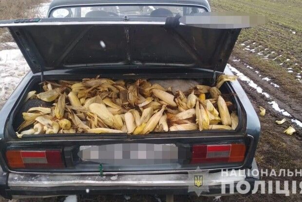 По гарячих слідах викрили горохівчанина, який вкрав на полі 250 кілограмів кукурудзи