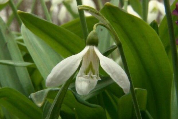 В Україні зацвіли рідкісні проліски