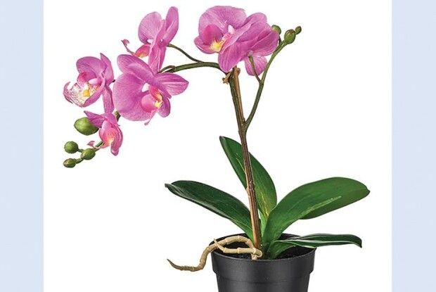 Поради спеціалістів: пересаджуємо орхідею правильно