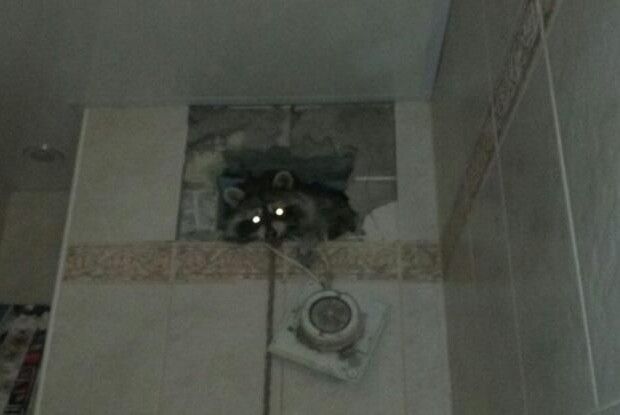 У київській багатоповерхівці з вентиляції витягали єнота