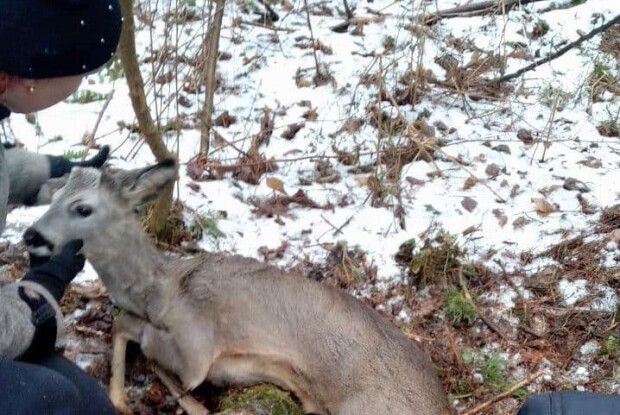 Під час пошуку в лісі зниклого волинянина, звільнили з пастки козлика (Фото)