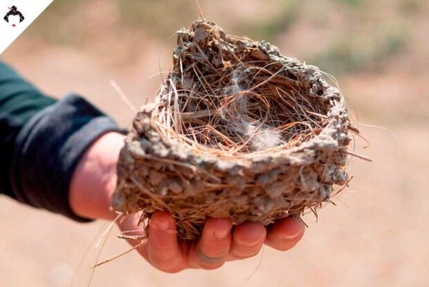 Руйнівник пташиного щастя має спокутувати свій гріх… Історія на вечір