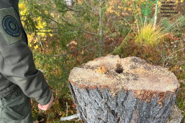 На Волині «чорні» лісоруби зрубали майже півтори тисячі дерев