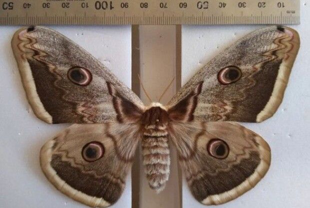 Показали гігантського метелика, який живе в Україні