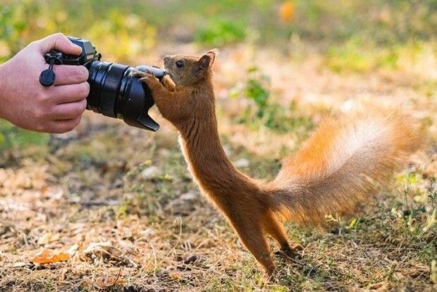 На Волині запитали: «Хто з тварин «може бути другом Вовка із «Ну, постривай!»?