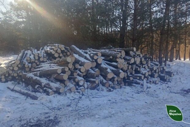 У Луцькому районі виявили незаконний склад лісопродукції
