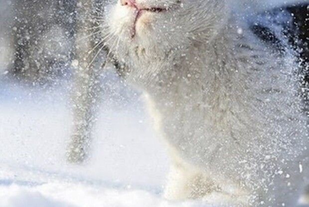 Прогноз погоди на Волині на завтра, 10 грудня