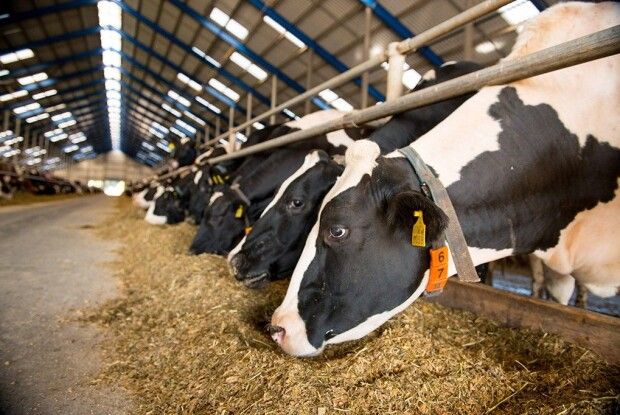 Мінус 10 відсотків: Волинь зменшила реалізацію продукції тваринництва