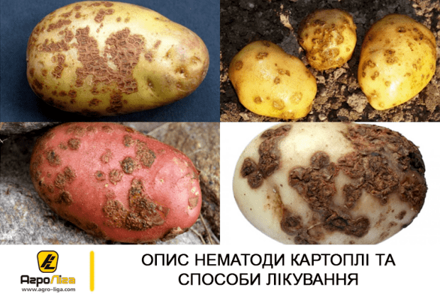 У волинському селі заборонили... садити картоплю