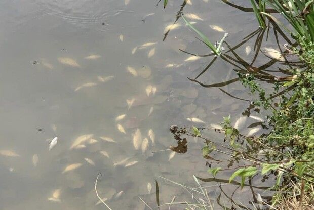 У забруднених водах річки на Волині загинула риба