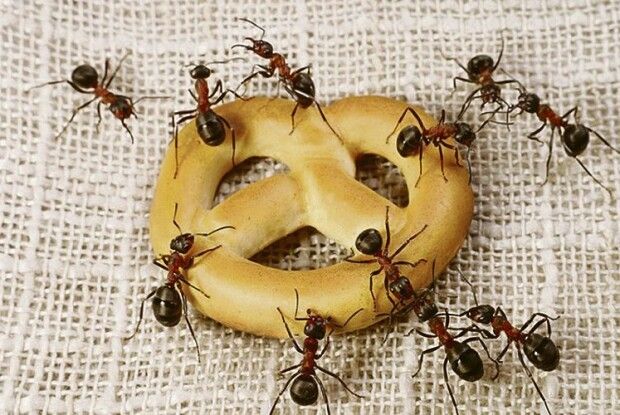 Геть із дому! Як позбутись мурах