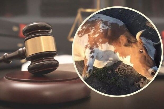 Прив’язав вагітну корову до трактора і тягнув кілька кілометрів