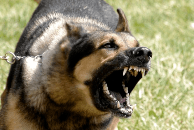 На Волині собака на самовигулі жорстоко покусав дитину