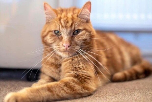 Кіт пройшов 64 кілометри, щоб повернутися додому