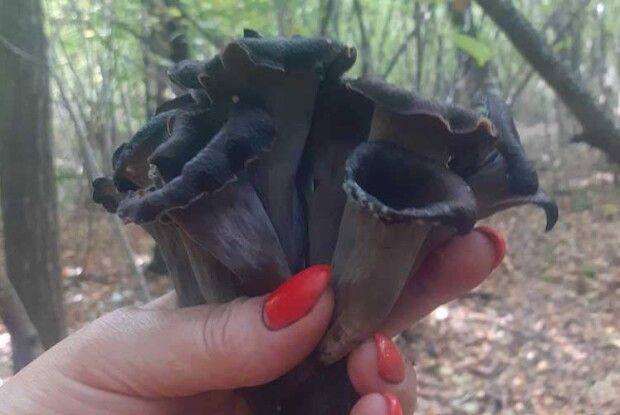 Ріг достатку — ​з волинського лісу