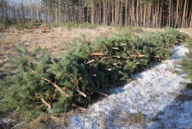 Як можуть покарати за незаконне вирубування ялин