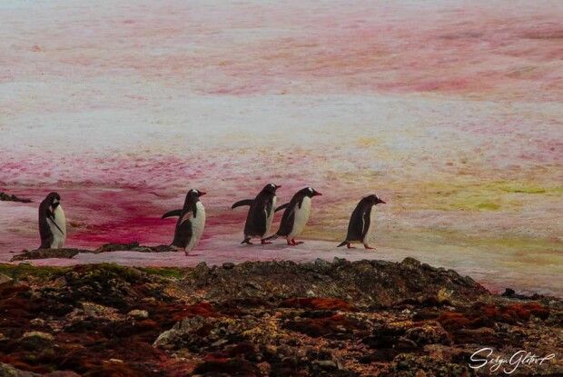 Сніг біля української антарктичної станції став рожевим (Фото)