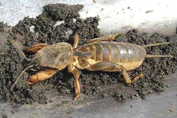 Як перемогти ведмедку