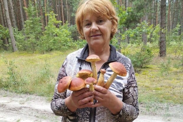 На Волині новий гриб завойовує популярність (Фото)
