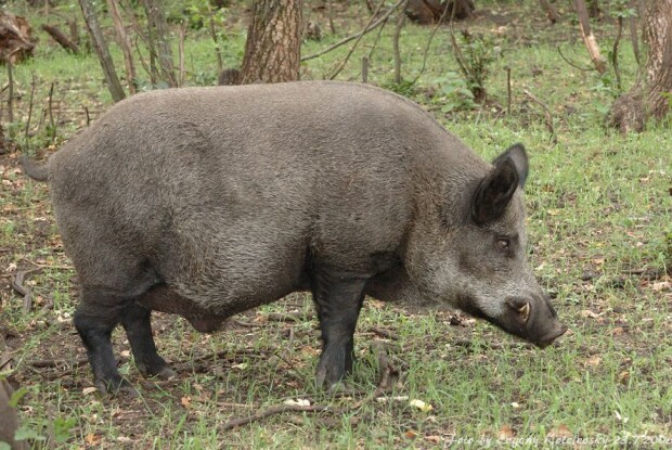 Поляки передумали відгороджуватися парканом від українських та білоруських вепрів