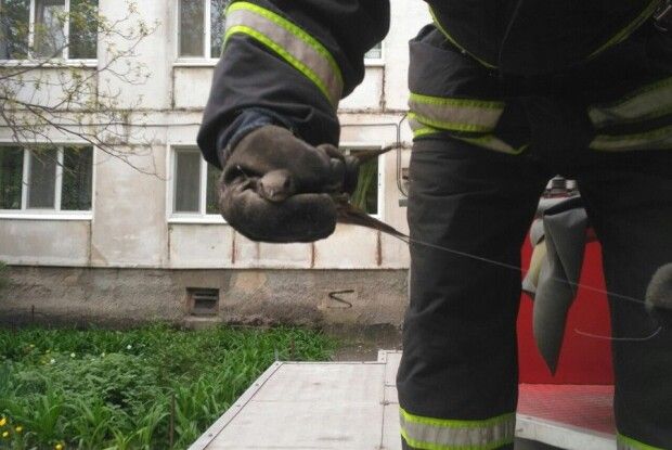 Бійці ДСНС врятували ластівку, яка заплуталася в дротах (фото)